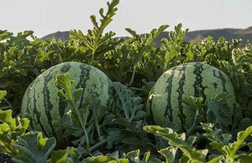 广西网红吃瓜,趣味横生引网友热议 第2张 广西网红吃瓜,趣味横生引网友热议 第2张