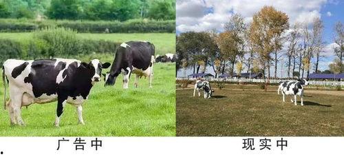 国产奶粉最新爆料消息,品质升级，安全再升级，揭秘行业新动向  第2张